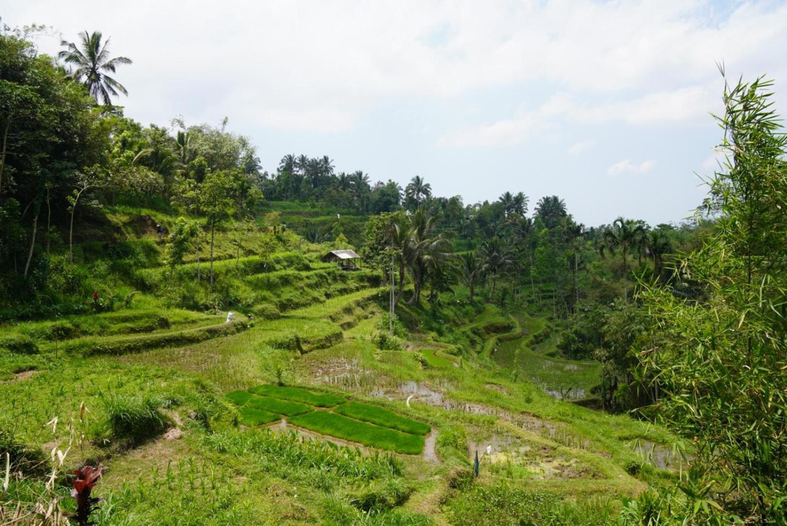 Tetebatu Indah Homestay Bagian luar foto